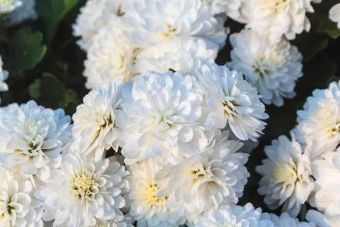 Chrysanthemum flower Stock Photos