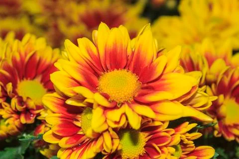 Chrysanthemum flower Stock Photos