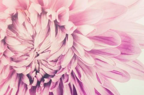 Chrysanthemum flower Stock Photos