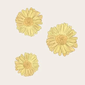 Chrysanthemum  flower  , sketch vector. Stock Illustration