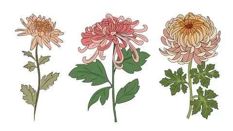 Chrysanthemum flower vector colored hand drawn art Illustrazione stock
