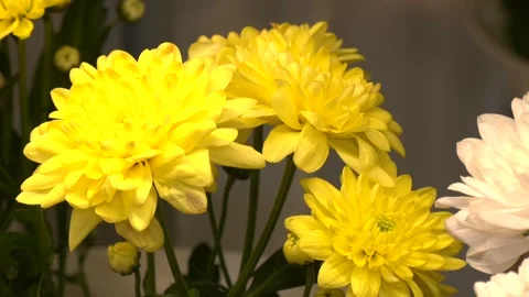 Chrysanthemum flowers as a background close up. 스톡 동영상 247275090