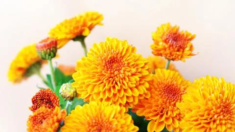 Chrysanthemum flowers background Stock Photos