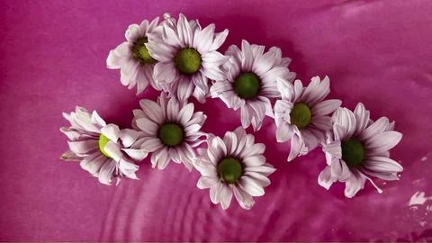Chrysanthemum flowers float in water. Tiny chrysanthemum flowers floated in Фото