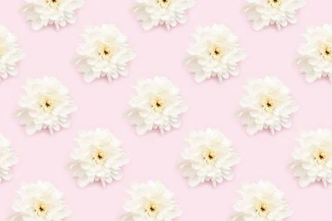 Chrysanthemum flowers pattern on a pink background. Stock Photos