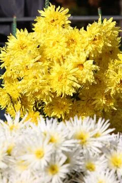 Chrysanthemum flowers Stock Photos