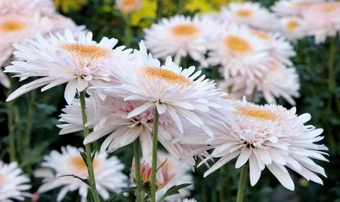Chrysanthemum flowers Stock Photos