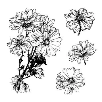 Chrysanthemum flowers set. Vector linear botanical illustration. Realistic na Stock Illustration