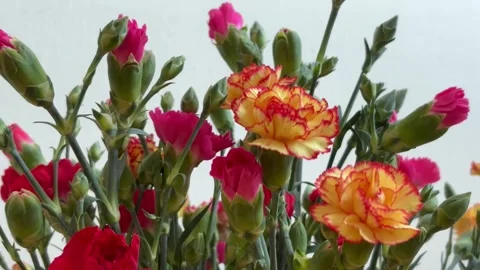 Chrysanthemum flowers in spring up close Stock Footage 304611496