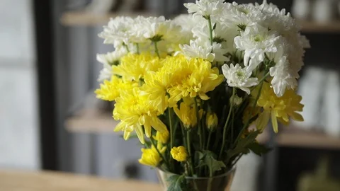 Chrysanthemum Stock Footage 100347724
