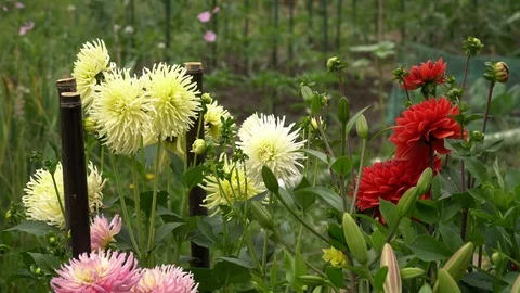 Chrysanthemum on garden Видео 111726517