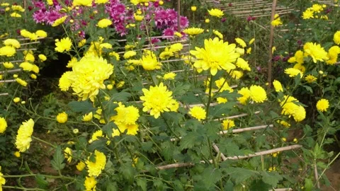 Chrysanthemum Garden Stock Footage 333259342