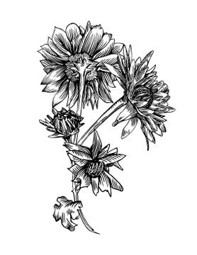 Chrysanthemum Stock Illustration