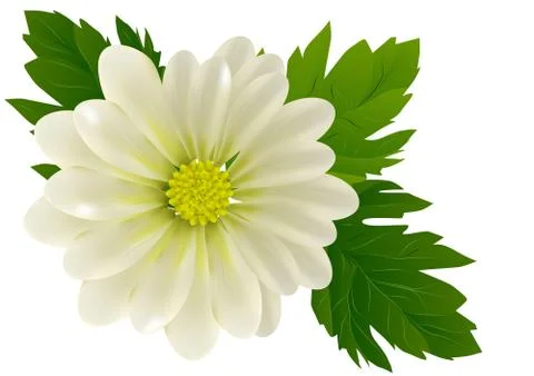 Chrysanthemum Stock Illustration