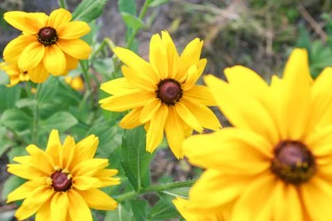 Chrysanthemum image Stock Photos