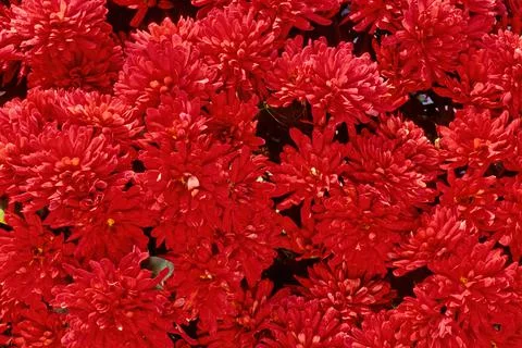 Chrysanthemum indicum Stock Photos