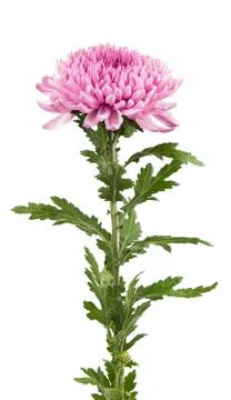 Chrysanthemum isolated Stock Photos