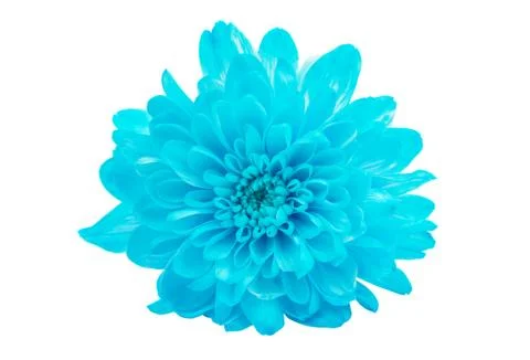 Chrysanthemum isolated Stock Photos