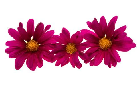 Chrysanthemum isolated Stock Photos
