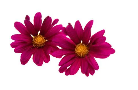 Chrysanthemum isolated Stock Photos
