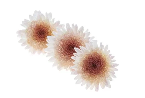 Chrysanthemum isolated Stock Photos