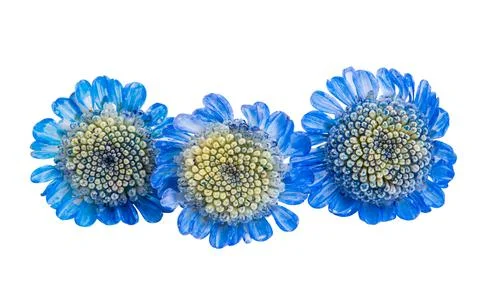 Chrysanthemum isolated Stock Photos