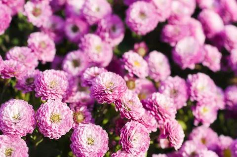 Chrysanthemum macro Stock-Fotos