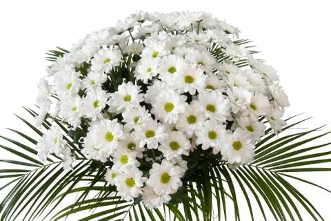 Chrysanthemum maximum Stock Photos