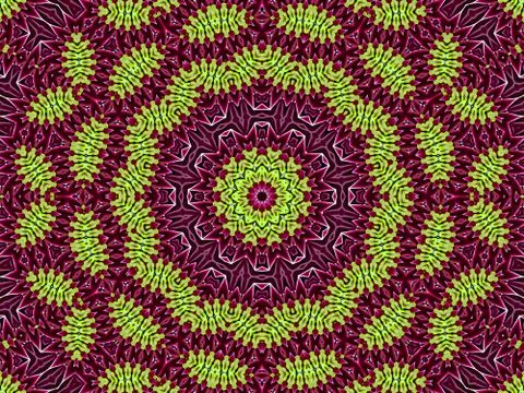 Chrysanthemum natural pattern Stock Illustration