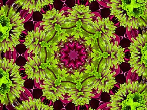 Chrysanthemum natural pattern Stock Illustration