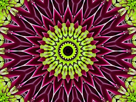 Chrysanthemum natural pattern Stock Illustration