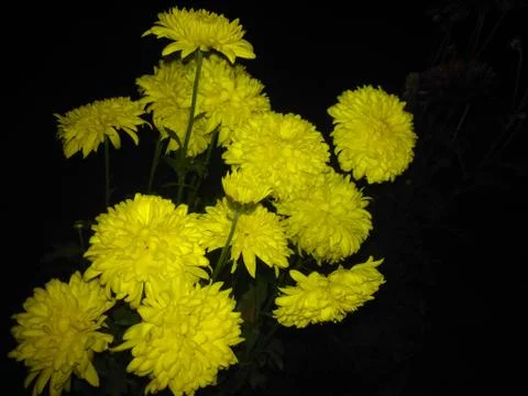 Chrysanthemum in Night Stock Photos