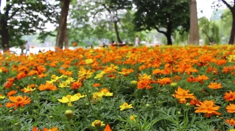 Chrysanthemum on park Stock Footage 56085611