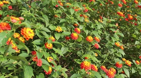 Chrysanthemum on park Stock Footage 56085694