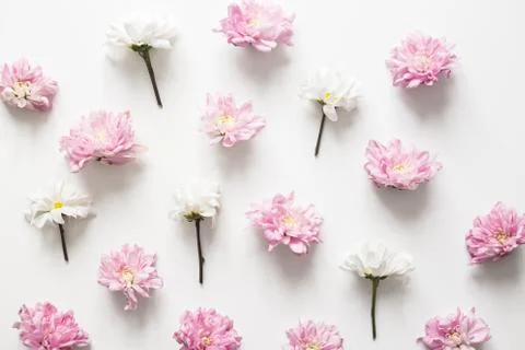 Chrysanthemum pattern spring background, pure concept, fancy color. Flat lay Foto stock