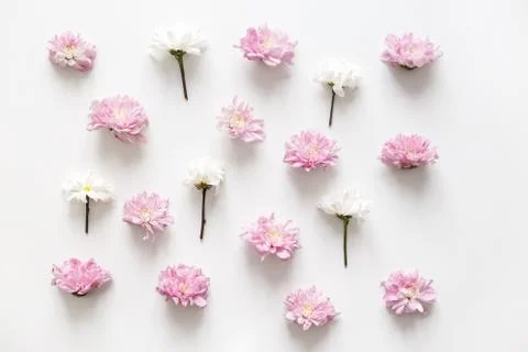 Chrysanthemum pattern spring background, pure concept, fancy color. Flat lay Stock Photos