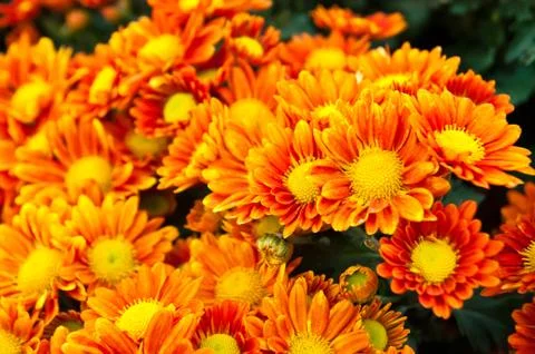 Chrysanthemum Stock Photos