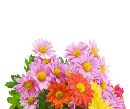 Chrysanthemum Stock Photos
