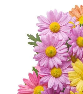 Chrysanthemum Fotos Stock