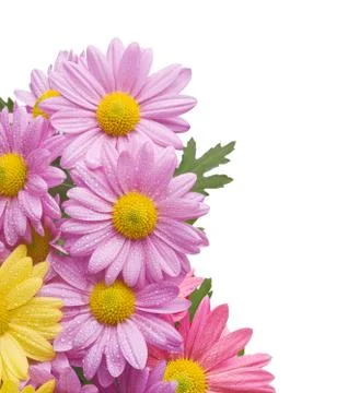 Chrysanthemum Stock Photos
