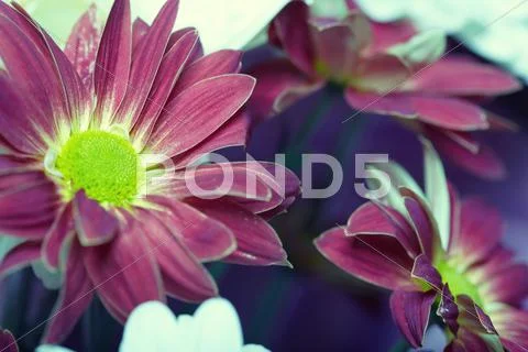 Chrysanthemum Stock Photos