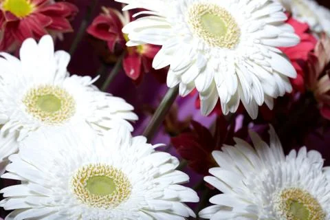 Chrysanthemum Stock Photos