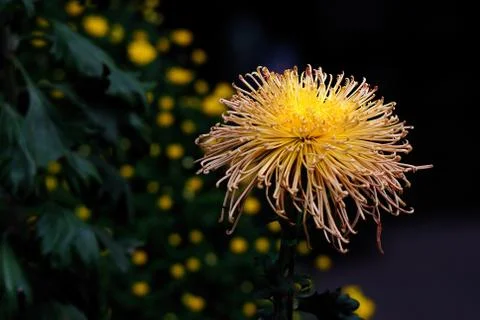Chrysanthemum Stock Photos