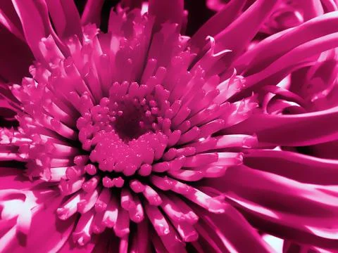 Chrysanthemum 스톡 사진