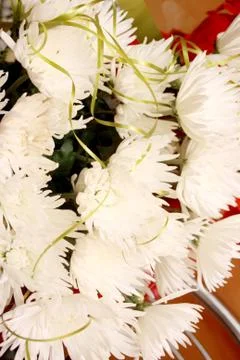 Chrysanthemum Stock Photos