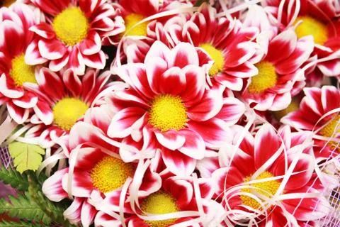 Chrysanthemum Stock-Fotos