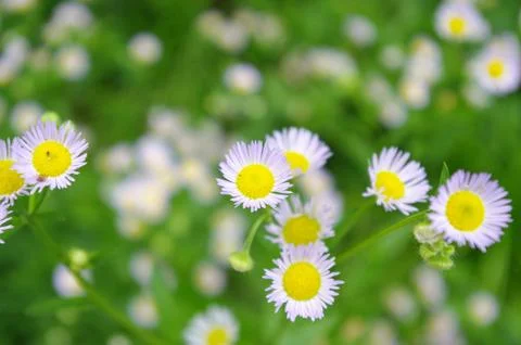 Chrysanthemum Stock Photos