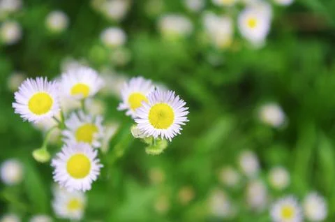 Chrysanthemum Stock Photos