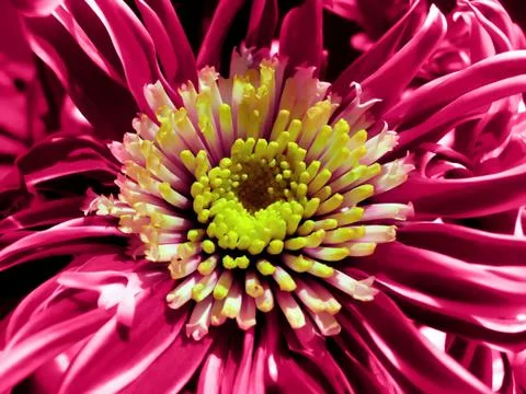 Chrysanthemum Stock-Fotos