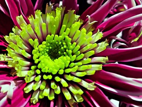 Chrysanthemum Stock Photos